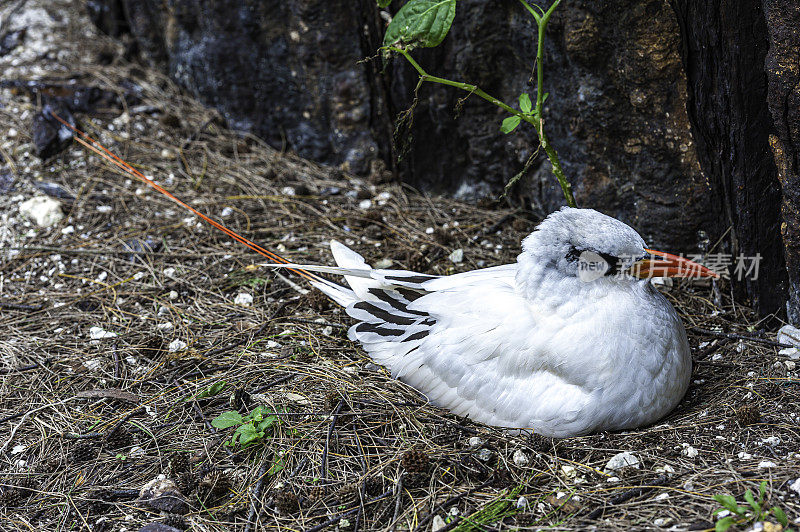 The Red-tailed Tropicbird, Phaethon rubricauda, is a seabird that nests across the Indian and Pacific Oceans. It is the rarest of the tropicbirds.  Papahānaumokuākea Marine National Monument, Midway Island, Midway Atoll, Hawaiian Islands. On a nest.